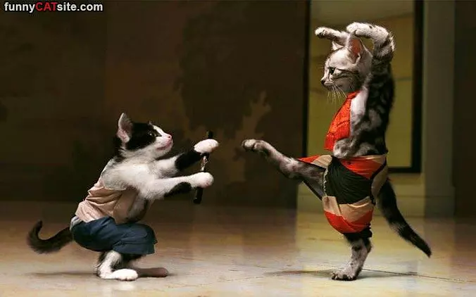 We Are Ninjas