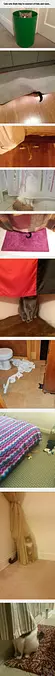 Hide And Seek Cats