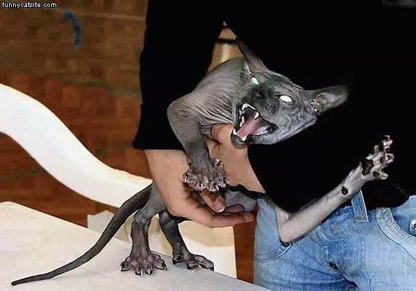 Crazy Hairless Cat