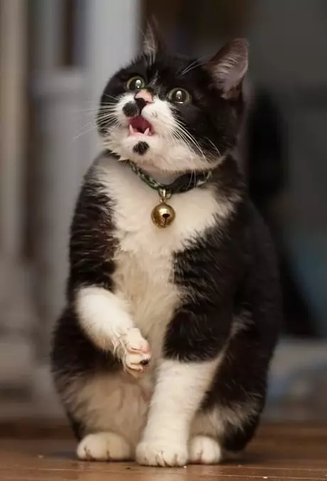 Did You Call Me Fat