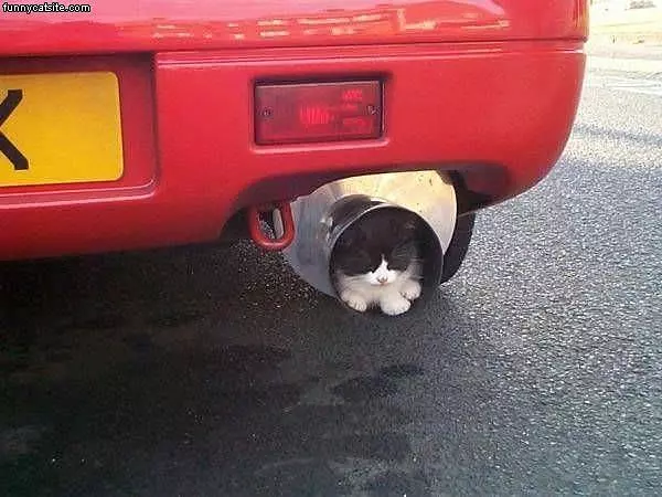Muffler Cat