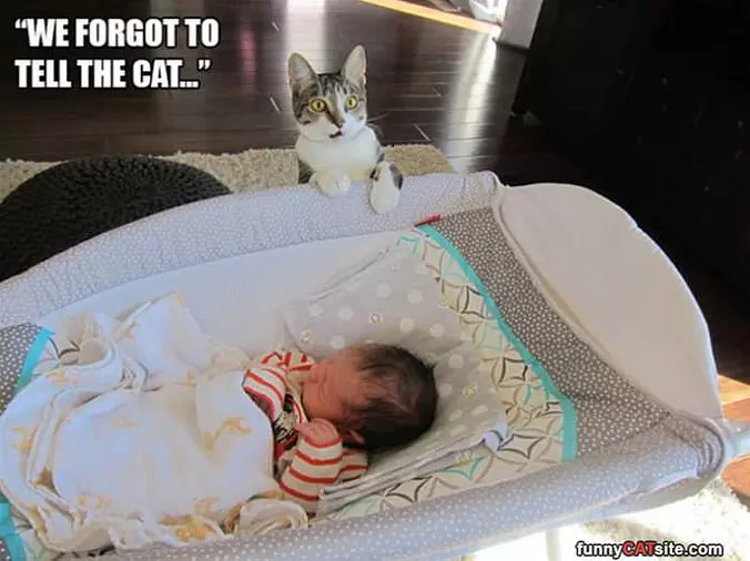 Forgot To Tell The Cat