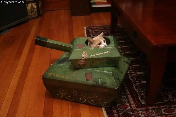 Tank Cat