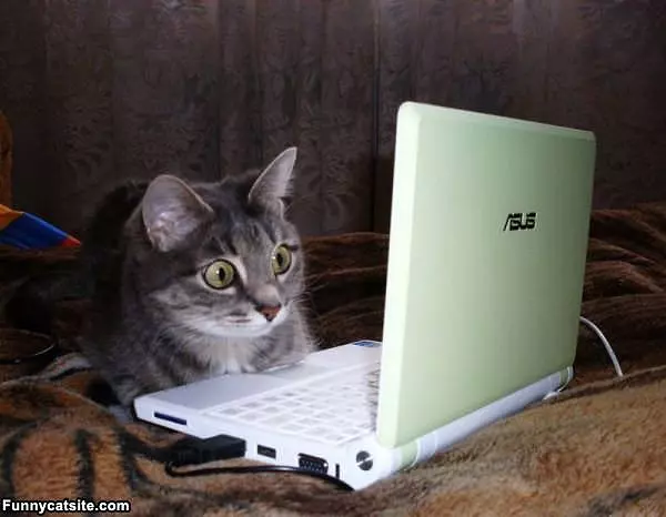 Zomg What Is That