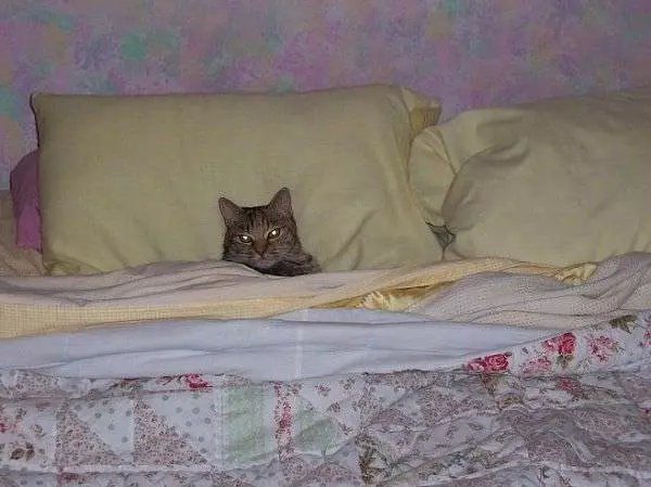 Do Not Disturb