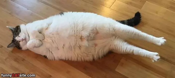 Fullll Stretch