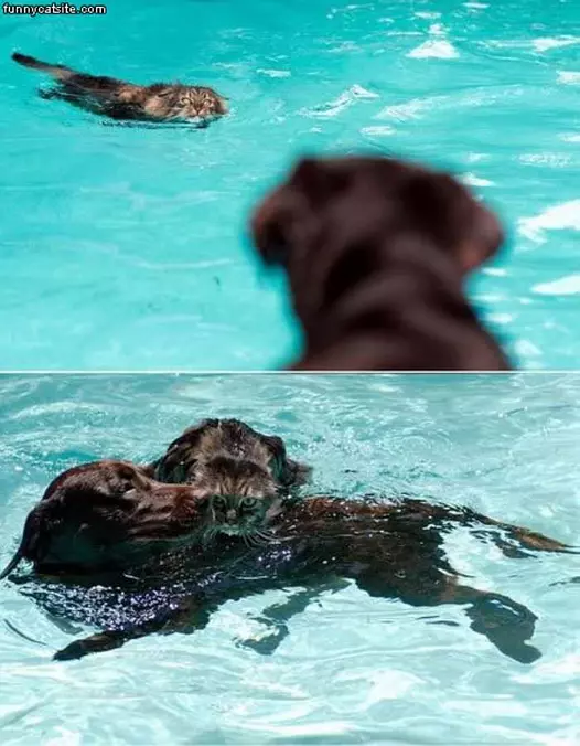 Rescued