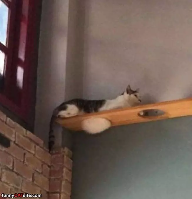 Just My Belly Hanging Out