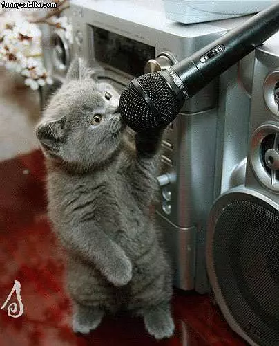Cat Wants The Mic