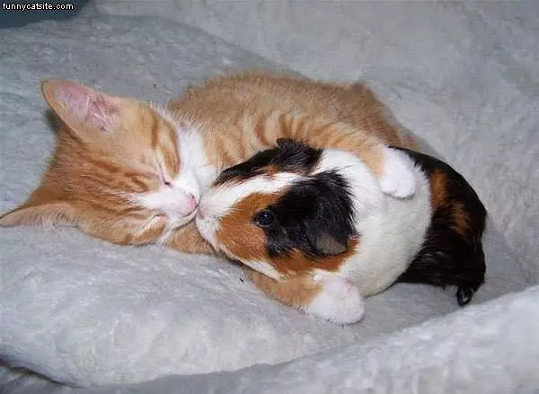 Kittens Sleeping Buddy