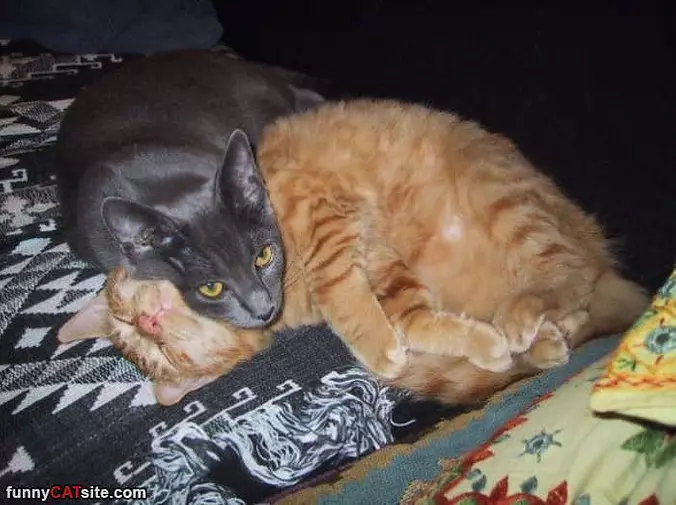 Your Neck Is A Nice Pillow