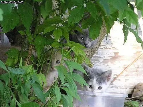 Cats In Teh Bushes