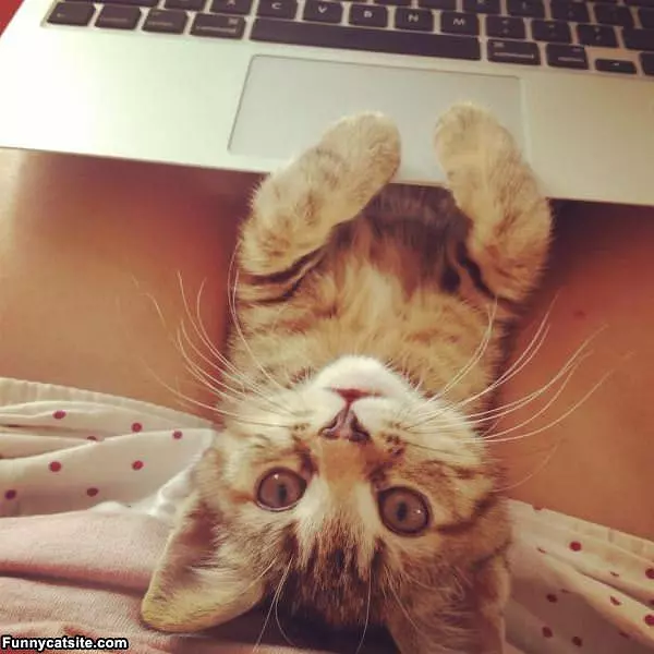 Cmon Look At Cats