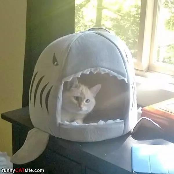 My Shark Bed