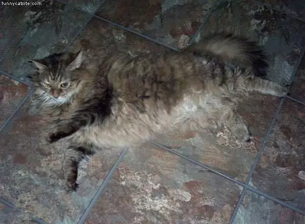 Cat Camoflage