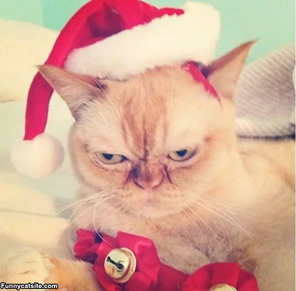 Not A Happy Cat