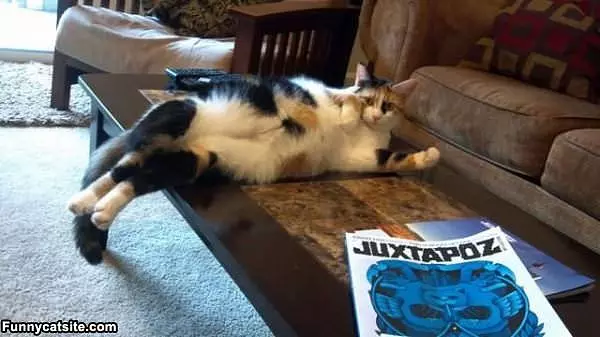 Cat Is Just Lounging Around