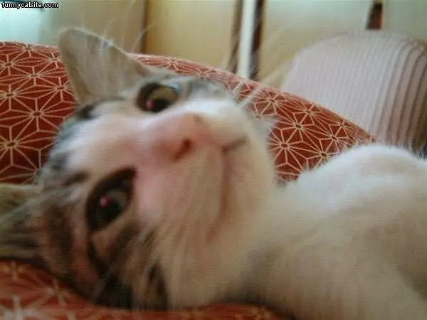 Kitty Closeup