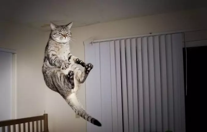 I Am A Hover Cat