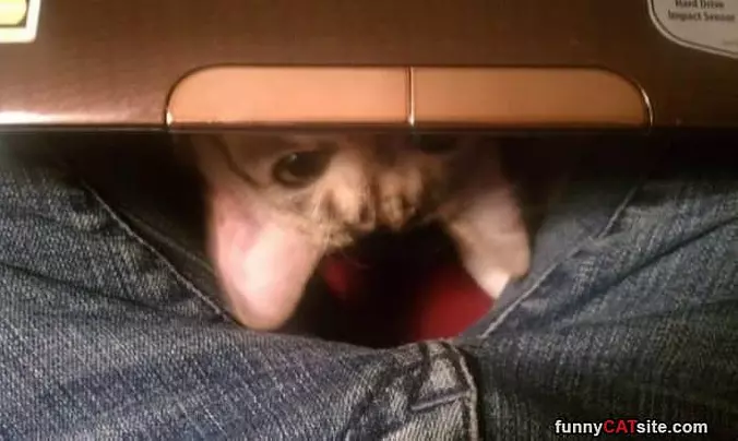 Hey Did You Say Tuna