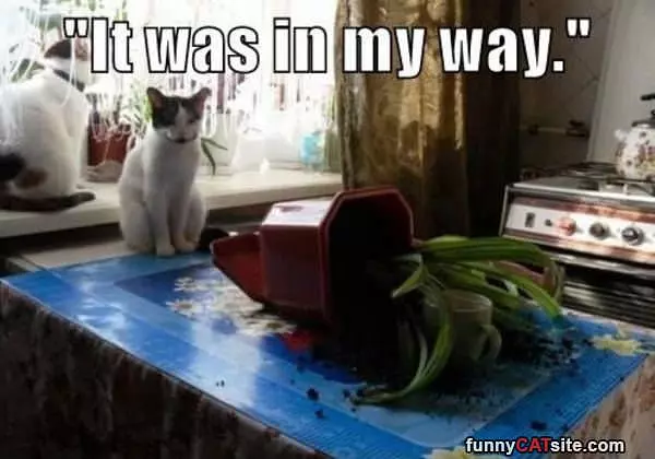 It Was In My Way