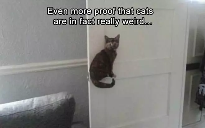 Cats Are In Fact Weird