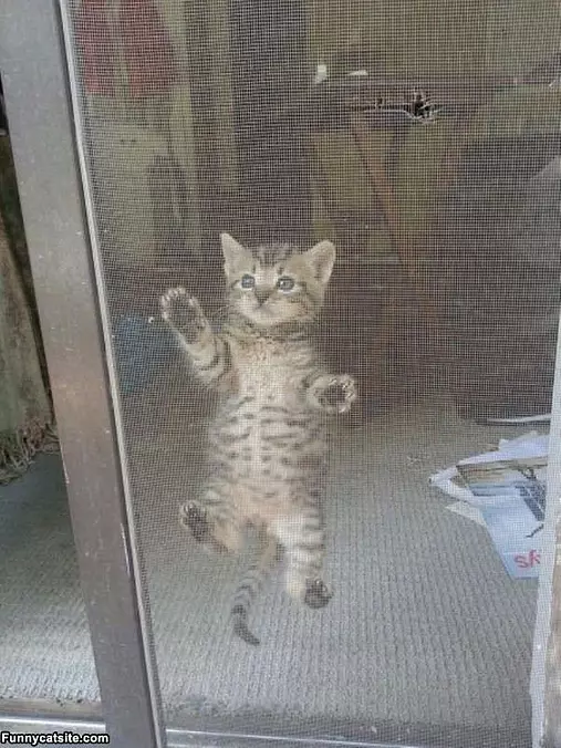 Climber Cat