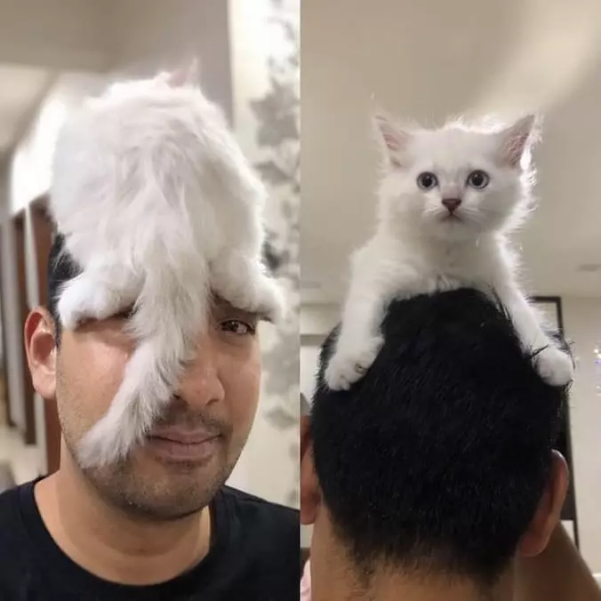 I Am A Hat And A Cat