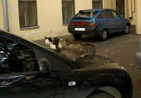 Car Bed
