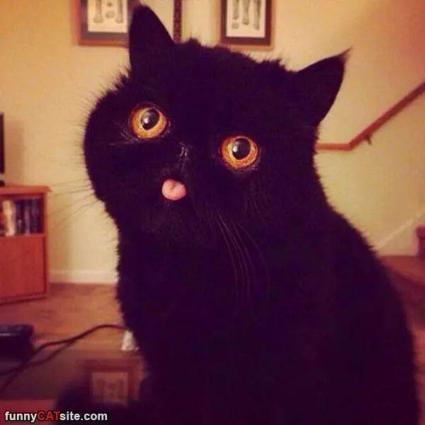 This Is A Funny Cat