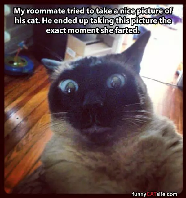 Nice Cat Picture