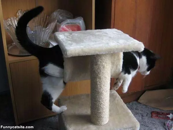 My Portal