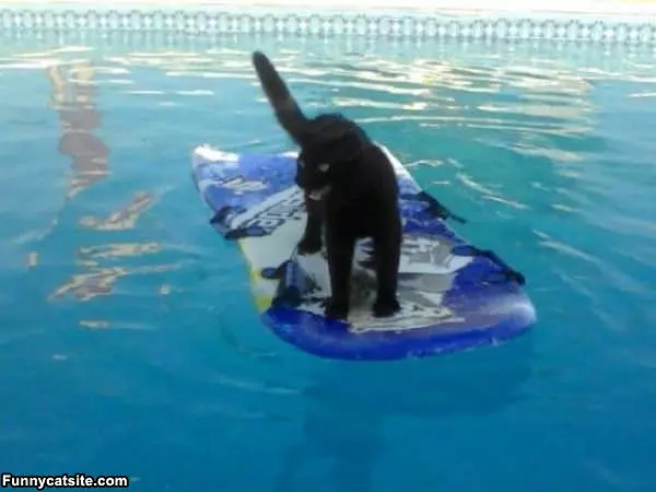 Pool Surfing Cat