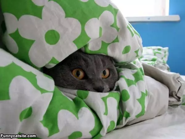 Leave Me Alone Im Hiding