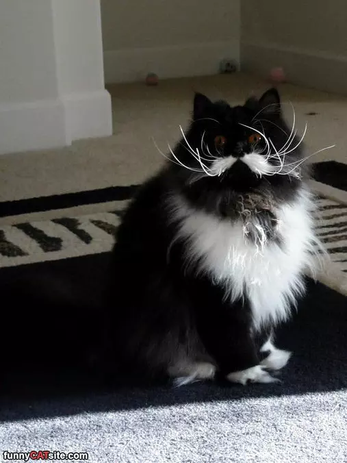 I Got A Crazy Stache