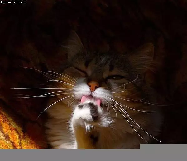 Licking Closeup