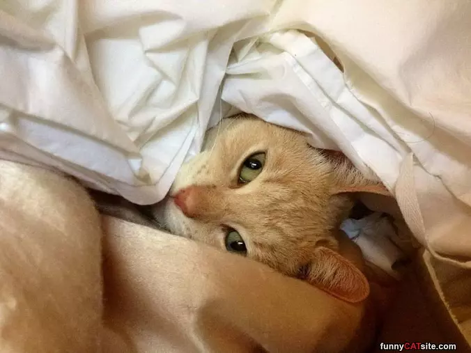 Cuddled Up
