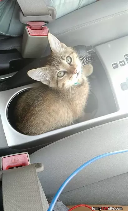 Cat Holder