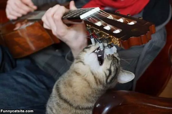 Please Stop Playing