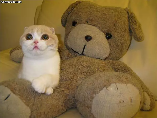 With The Teddy