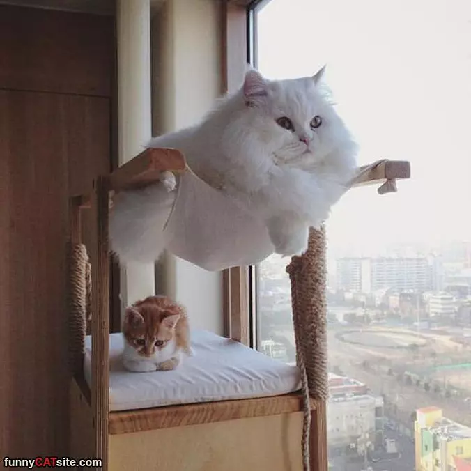 This Is My Awesome Cat Bed