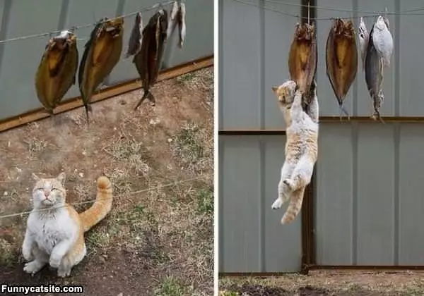 I Will Get Those Fishes