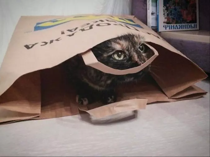 I Has A Bag