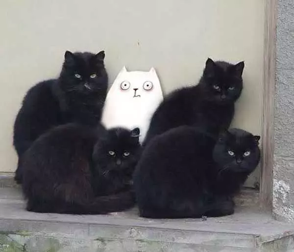 Huddle