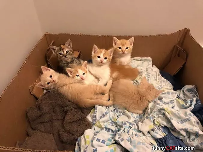 A Box Full