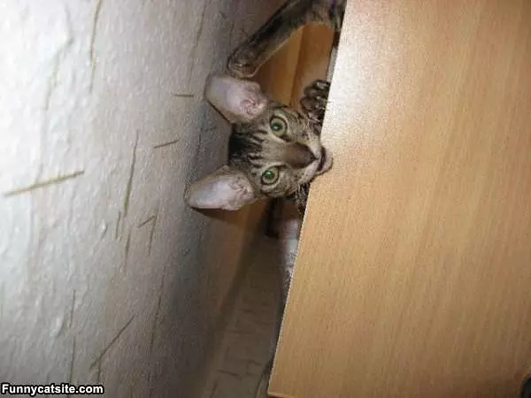 Peekaboo