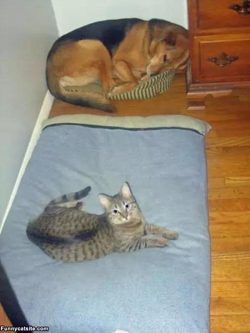 I Take The Big Bed