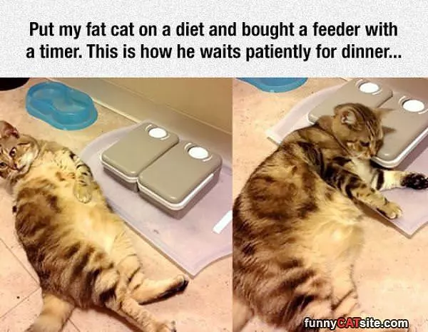 Feeder Timer