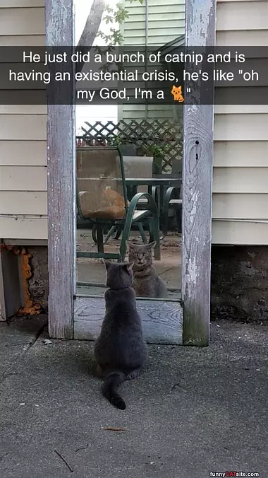 Some Catnip