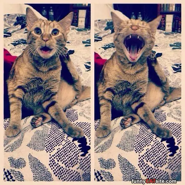 Whaaat Nooooo
